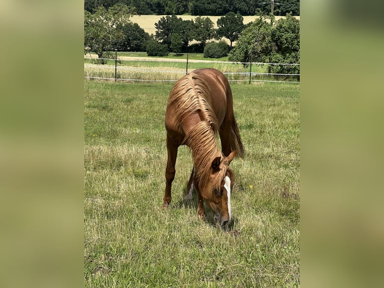 Mustang (american) Stallion 1 year 15,1 hh Chestnut-Red in Weiden i.d.Opf