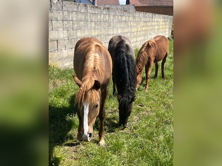 Mustang (american) Stallion 1 year 15,1 hh Chestnut-Red in Weiden i.d.Opf