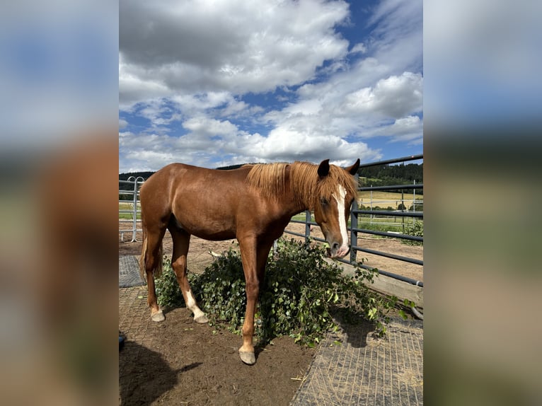 Mustang (american) Stallion 1 year 15,1 hh Chestnut-Red in Weiden i.d.Opf