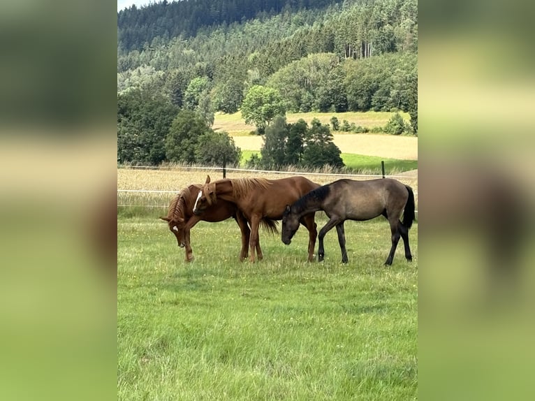 Mustang (american) Stallion 1 year 15,1 hh Chestnut-Red in Weiden i.d.Opf