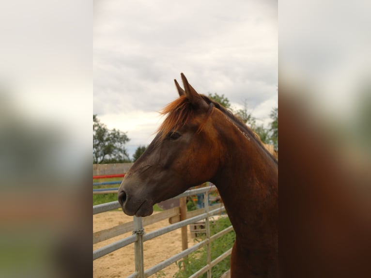 Mustang (american) Stallion 4 years 14,3 hh Buckskin in Nerenstetten