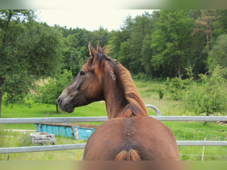 Mustang (american) Stallion 4 years 14,3 hh Buckskin in Nerenstetten