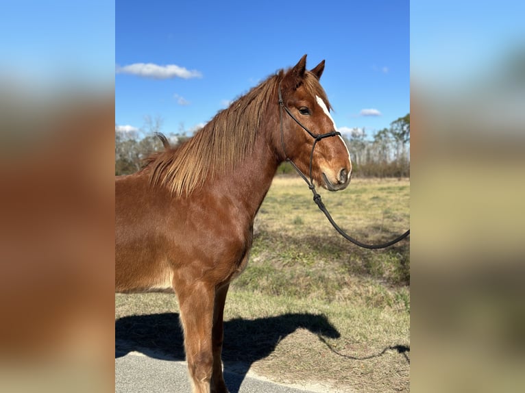 Mustang (american) Stallion 4 years 15,2 hh Chestnut-Red in Amerika