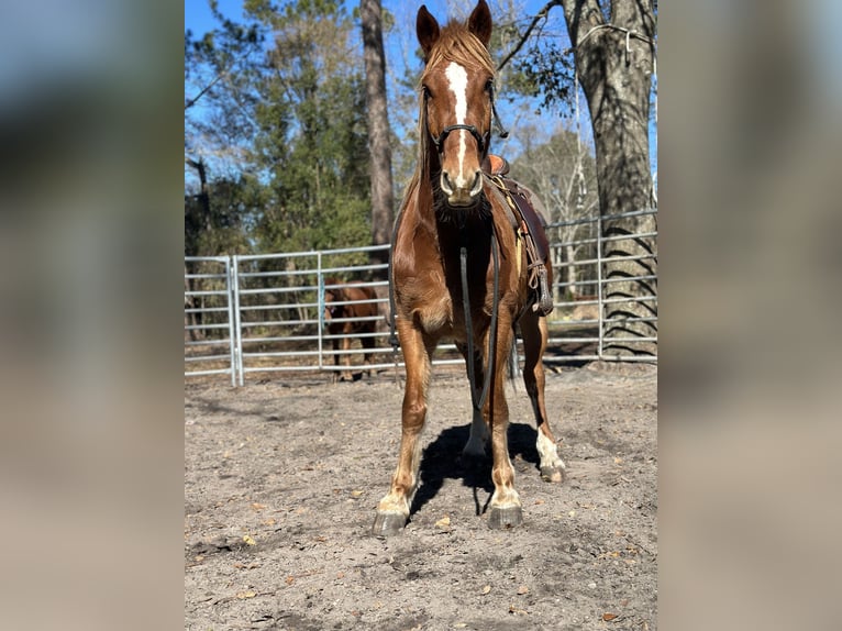 Mustang (american) Stallion 4 years 15,2 hh Chestnut-Red in Amerika