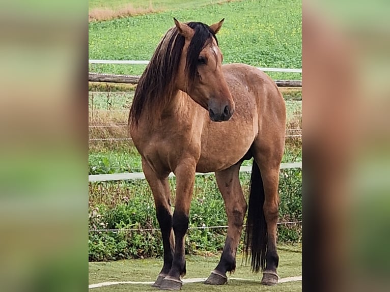 Mustang (american) Stallion Dun in Maxsain