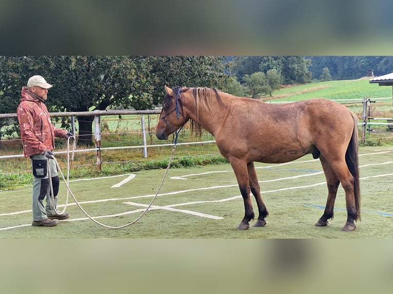 Mustang (american) Stallion Dun in Maxsain