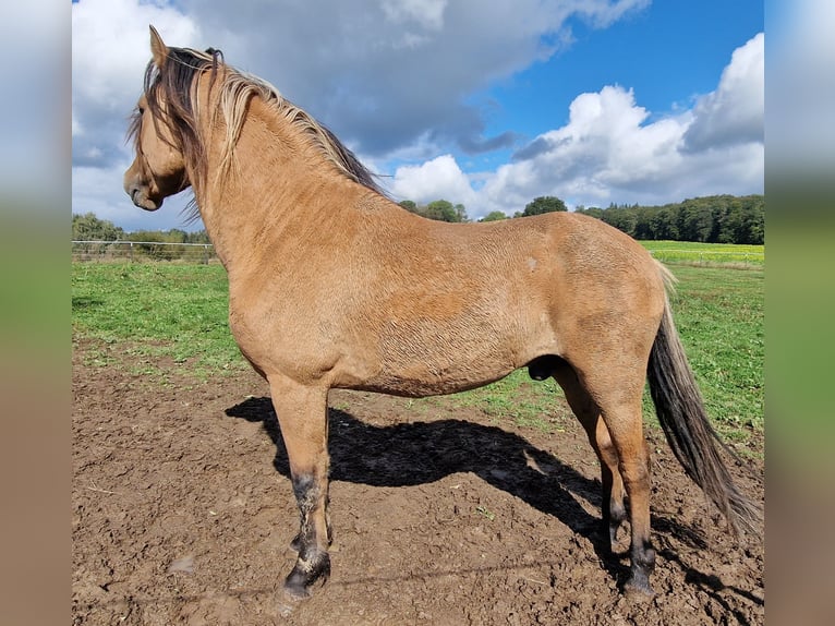 Mustang (american) Stallion Dun in Maxsain