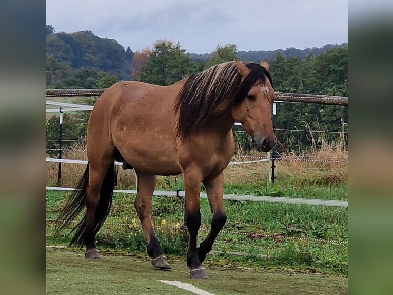 Mustang (american) Stallion Dun in Maxsain