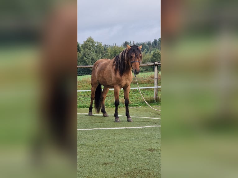 Mustang (american) Stallion Dun in Maxsain