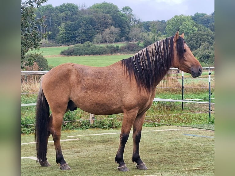 Mustang (american) Stallion Dun in Maxsain