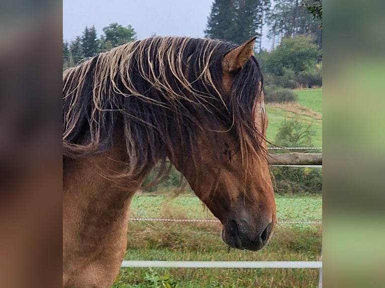 Mustang (american) Stallion Dun in Maxsain