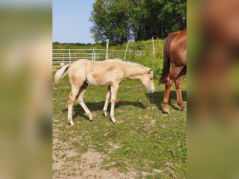 Mustang (american) Mix Stallion Foal (03/2024) 14,2 hh Palomino in Ötzingen