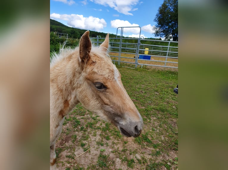 Mustang (american) Mix Stallion Foal (03/2024) 14,2 hh Palomino in Ötzingen