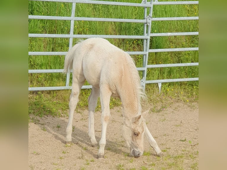 Mustang (american) Mix Stallion Foal (03/2024) 14,2 hh Palomino in Ötzingen