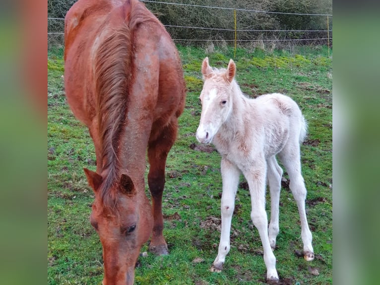 Mustang (american) Mix Stallion Foal (03/2024) 14,2 hh Palomino in Ötzingen