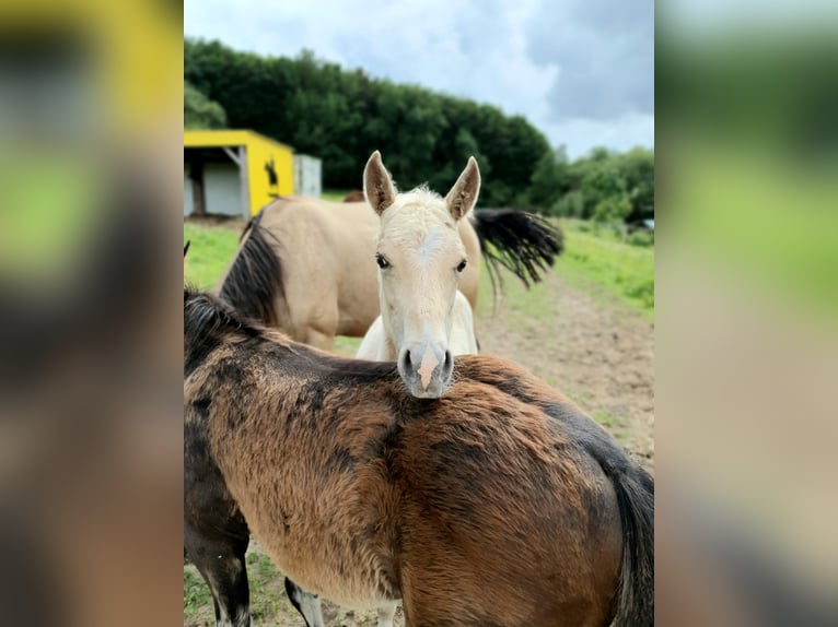 Mustang (american) Mix Stallion Foal (03/2024) 14,2 hh Palomino in Ötzingen