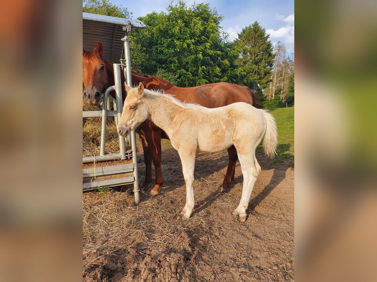 Mustang (american) Mix Stallion Foal (03/2024) 14,2 hh Palomino in Ötzingen