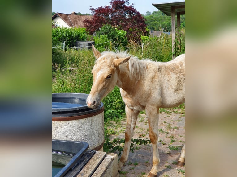 Mustang (american) Mix Stallion Foal (03/2024) 14,2 hh Palomino in Ötzingen