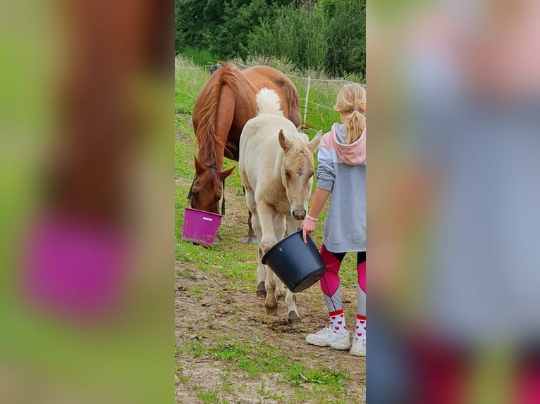 Mustang (american) Mix Stallion Foal (03/2024) 14,2 hh Palomino in Ötzingen