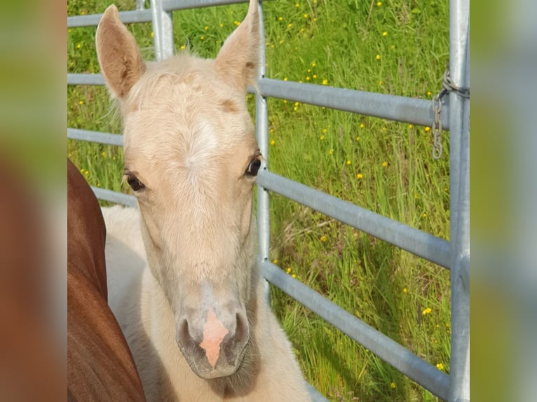 Mustang (american) Mix Stallion Foal (03/2024) 14,2 hh Palomino in Ötzingen