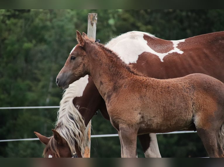 Mustang (american) Stallion Foal (07/2024) 14,3 hh Sabino in Geislingen an der Steige