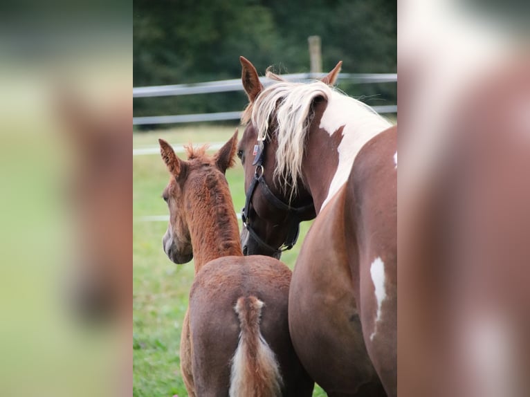 Mustang (american) Stallion Foal (07/2024) 14,3 hh Sabino in Geislingen an der Steige