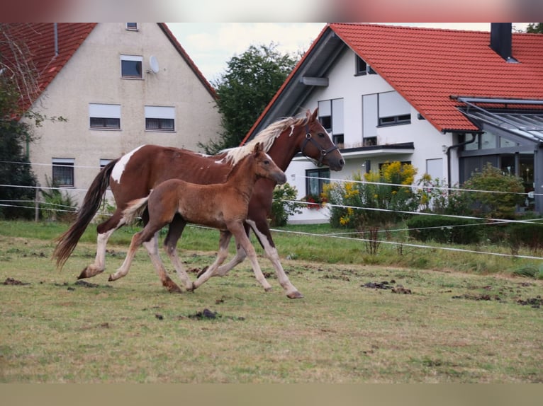 Mustang (american) Stallion Foal (07/2024) 14,3 hh Sabino in Geislingen an der Steige