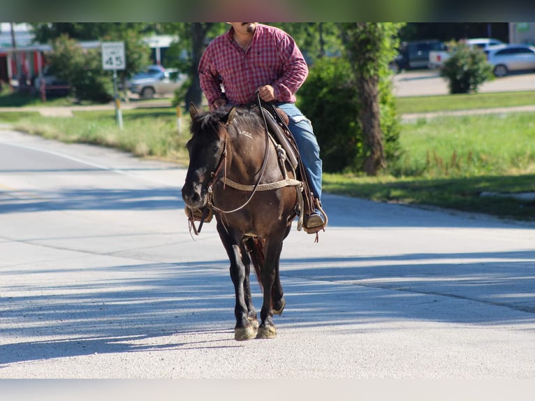 Mustang (americano) Castrone 10 Anni 142 cm Grullo in Stephenville TX