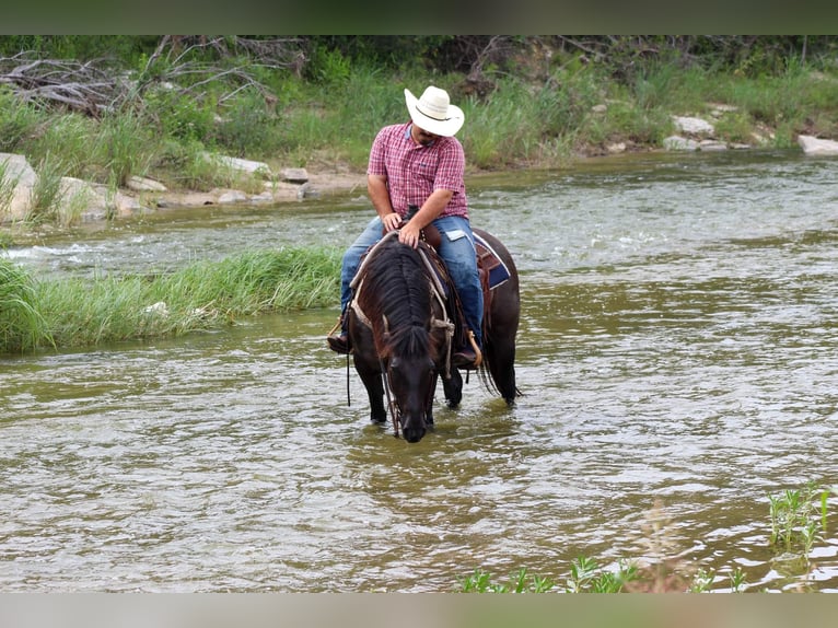 Mustang (americano) Castrone 10 Anni 142 cm Grullo in Stephenville TX