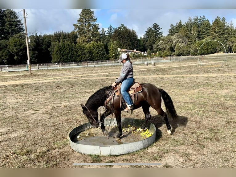 Mustang (americano) Castrone 10 Anni 147 cm Morello in Bitterwater CA