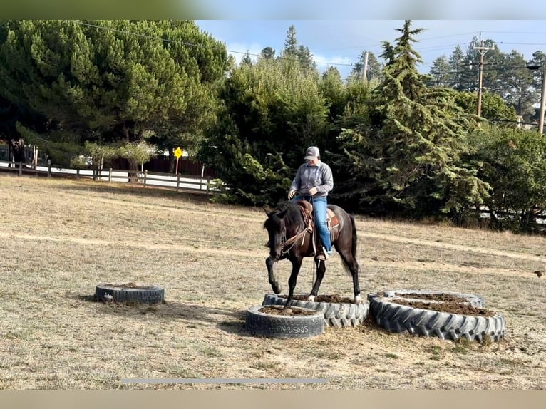 Mustang (americano) Castrone 10 Anni 147 cm Morello in Bitterwater CA