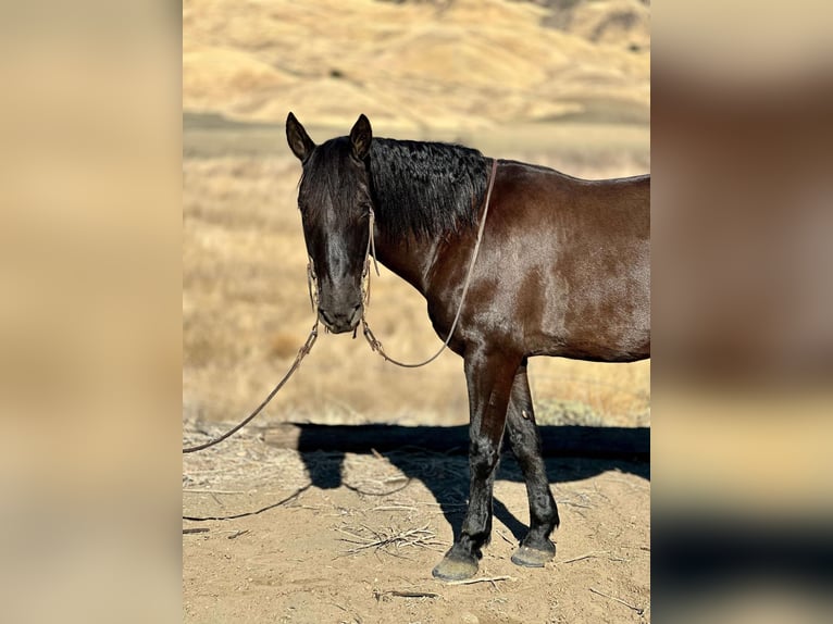 Mustang (americano) Castrone 10 Anni 147 cm Morello in Bitterwater CA