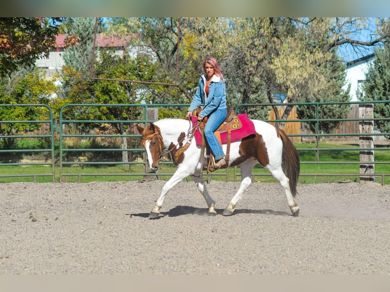 Mustang (americano) Castrone 10 Anni 152 cm Sauro scuro in Fort Collins, CO