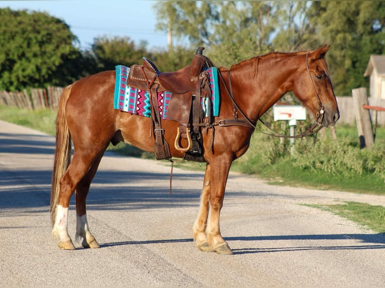 Mustang (americano) Castrone 10 Anni 155 cm Sauro ciliegia in stephenville, TX