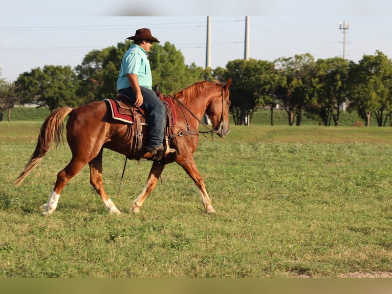 Mustang (americano) Castrone 10 Anni 155 cm Sauro ciliegia in stephenville, TX