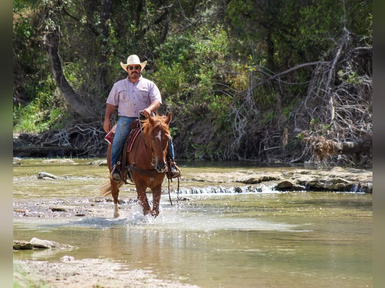 Mustang (americano) Castrone 10 Anni 155 cm Sauro ciliegia in stephenville, TX