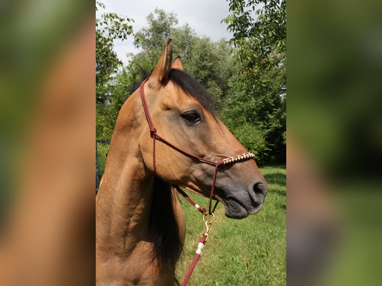 Mustang (americano) Castrone 10 Anni Falbo in Lampertheim