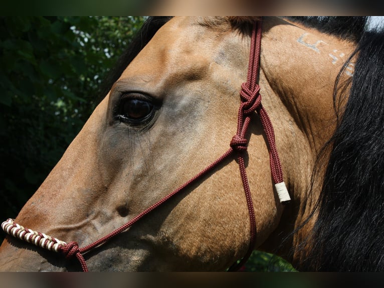 Mustang (americano) Castrone 10 Anni Falbo in Lampertheim