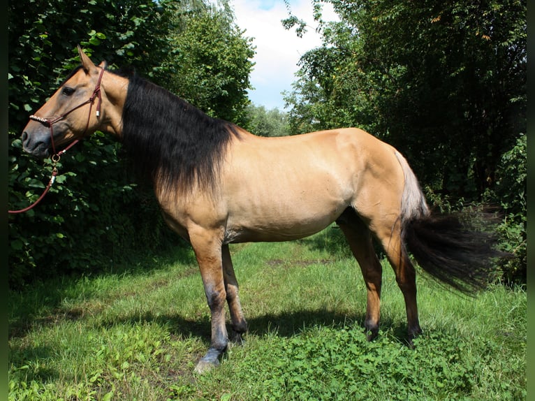 Mustang (americano) Castrone 10 Anni Falbo in Lampertheim