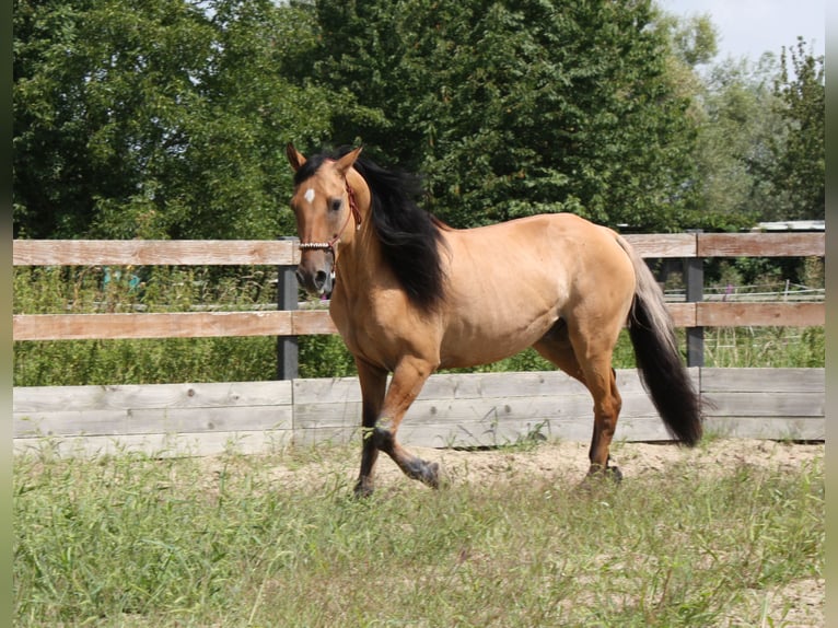 Mustang (americano) Castrone 10 Anni Falbo in Lampertheim