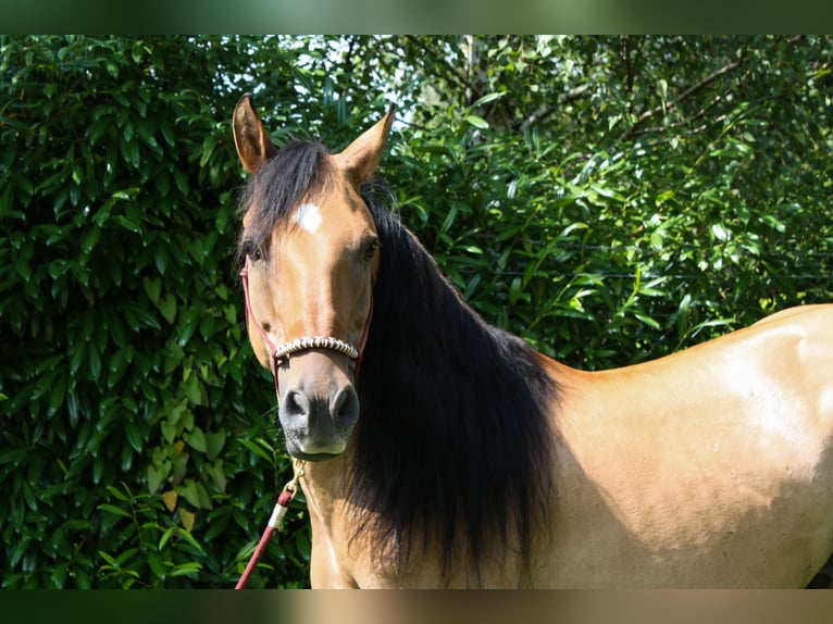 Mustang (americano) Castrone 10 Anni Falbo in Lampertheim