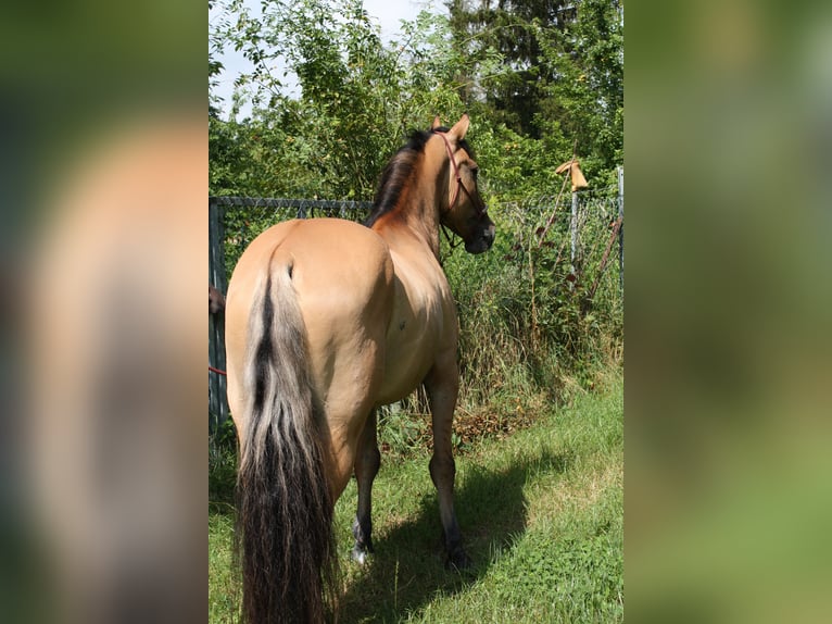 Mustang (americano) Castrone 10 Anni Falbo in Lampertheim