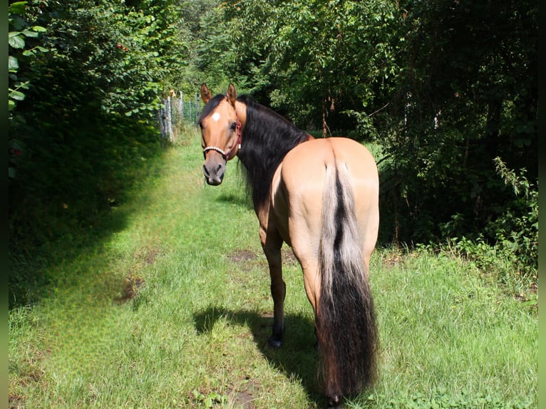 Mustang (americano) Castrone 10 Anni Falbo in Lampertheim