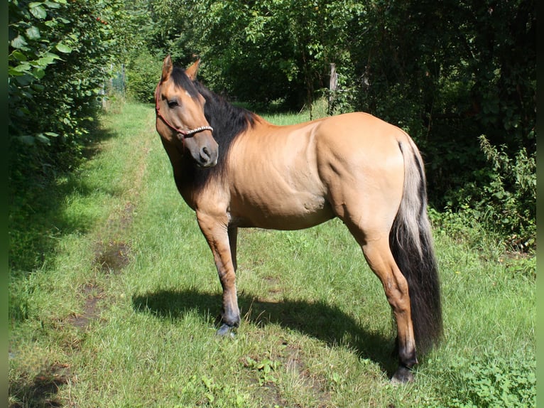 Mustang (americano) Castrone 10 Anni Falbo in Lampertheim