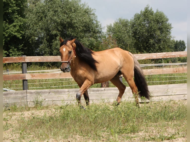 Mustang (americano) Castrone 10 Anni Falbo in Lampertheim