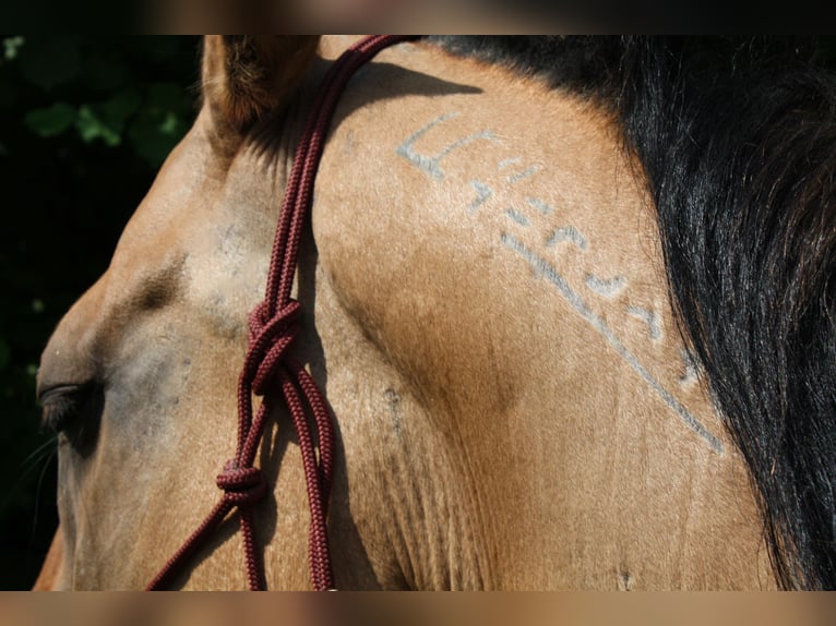 Mustang (americano) Castrone 10 Anni Falbo in Lampertheim