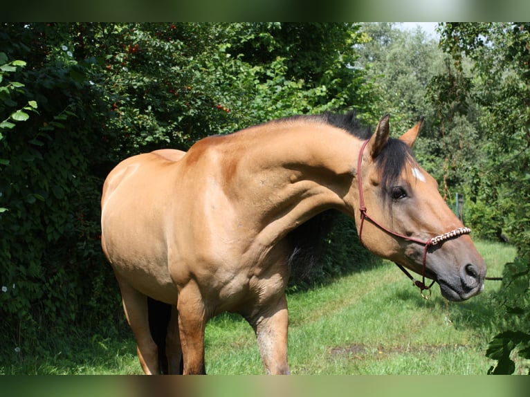 Mustang (americano) Castrone 10 Anni Falbo in Lampertheim