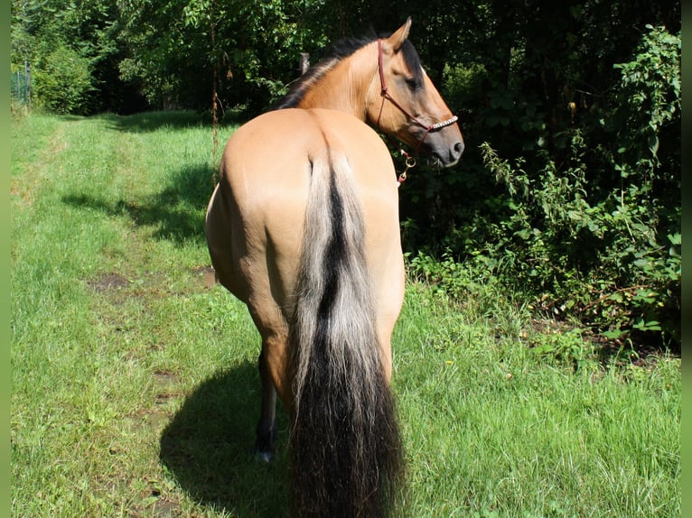 Mustang (americano) Castrone 10 Anni Falbo in Lampertheim