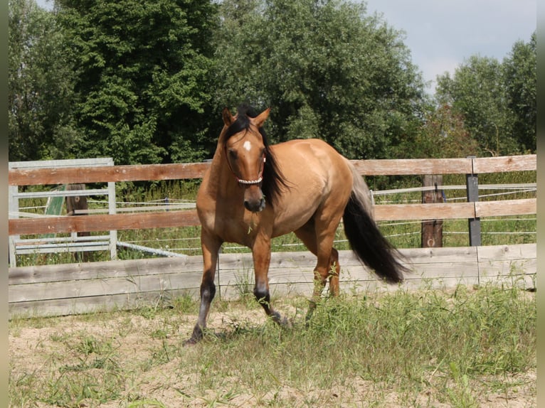 Mustang (americano) Castrone 10 Anni Falbo in Lampertheim