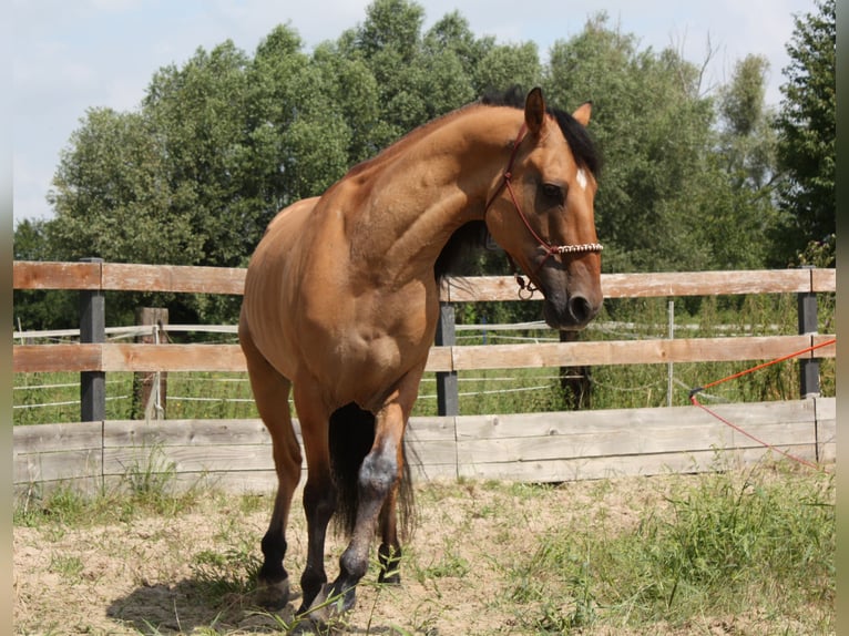 Mustang (americano) Castrone 10 Anni Falbo in Lampertheim